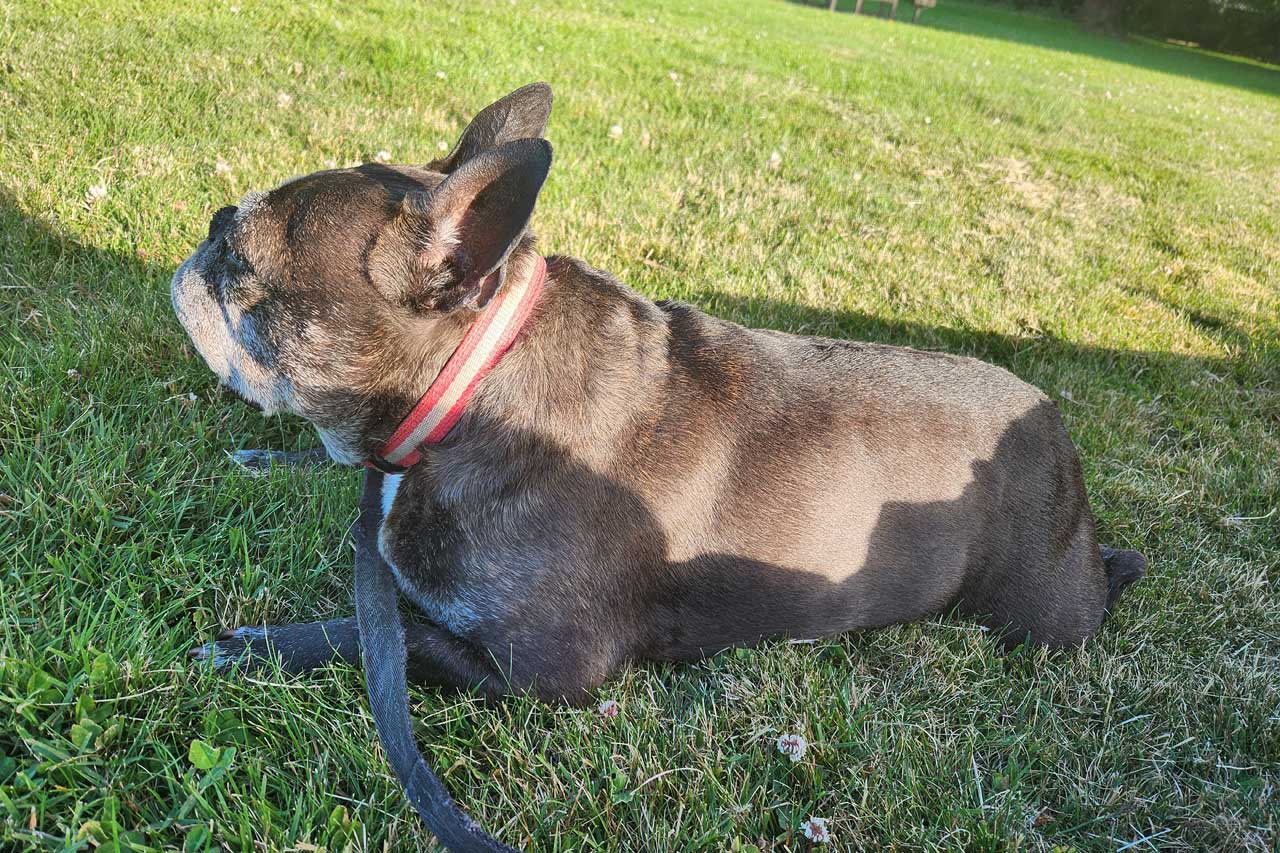 Victoria BC Dog Parks